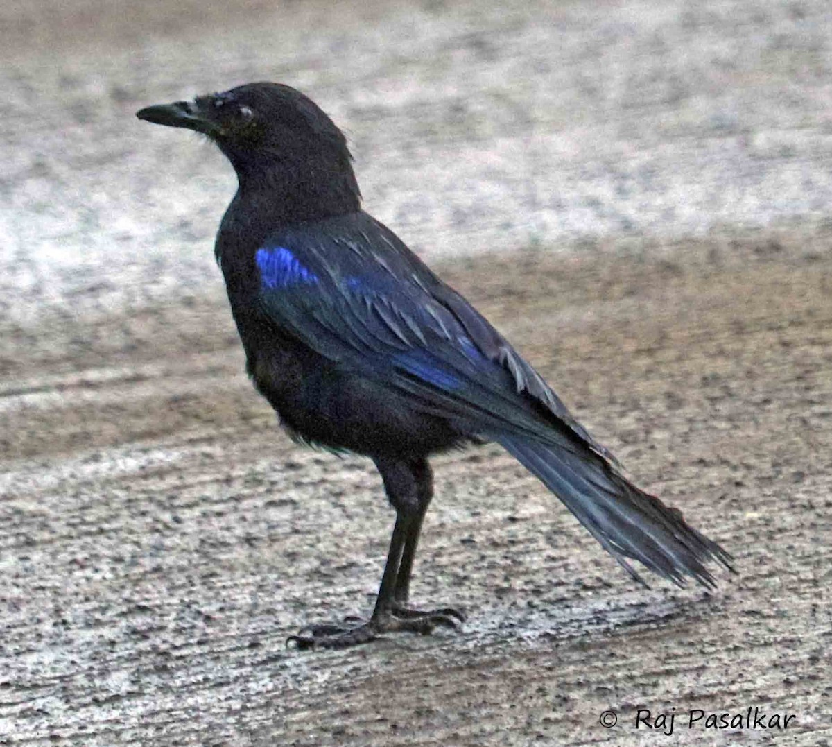 Malabar Whistling-Thrush - ML641387553
