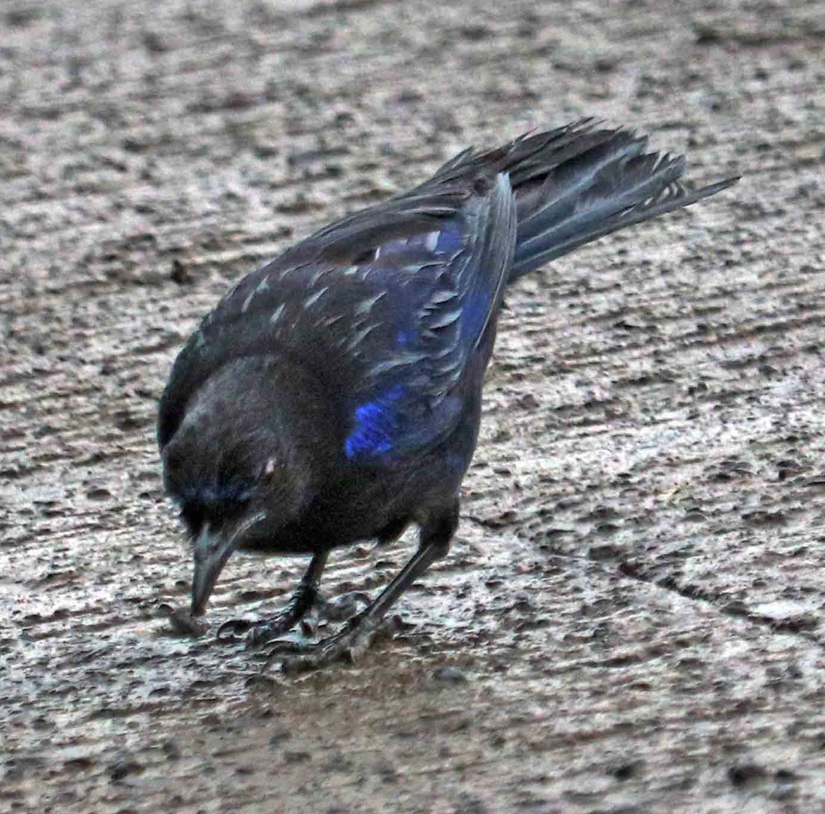 Malabar Whistling-Thrush - ML641387554