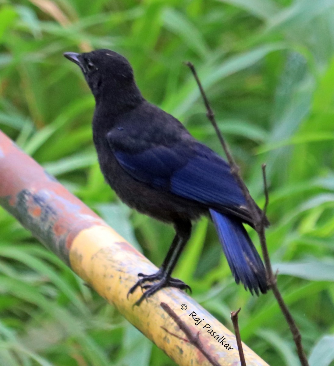 Malabar Whistling-Thrush - ML641387555