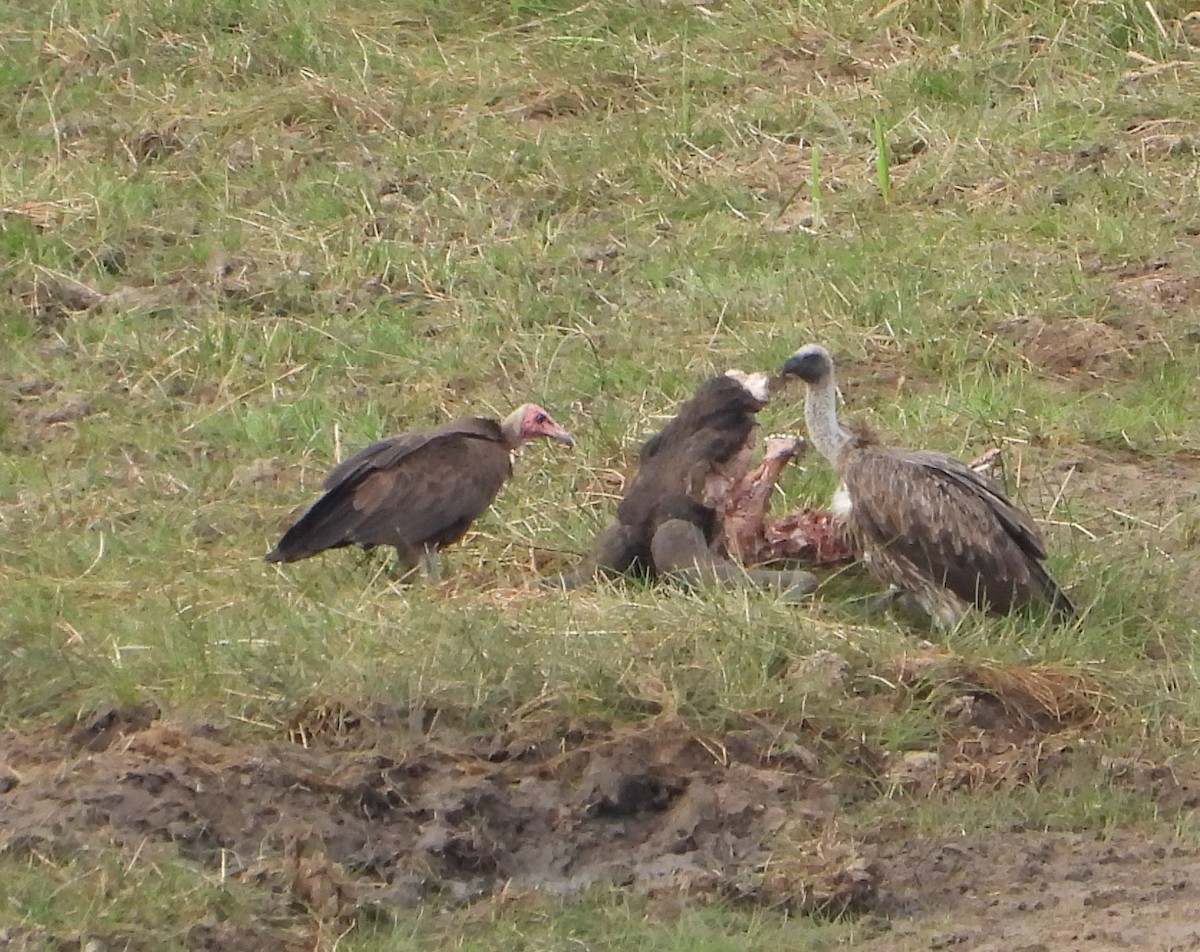 Hooded Vulture - ML641387570