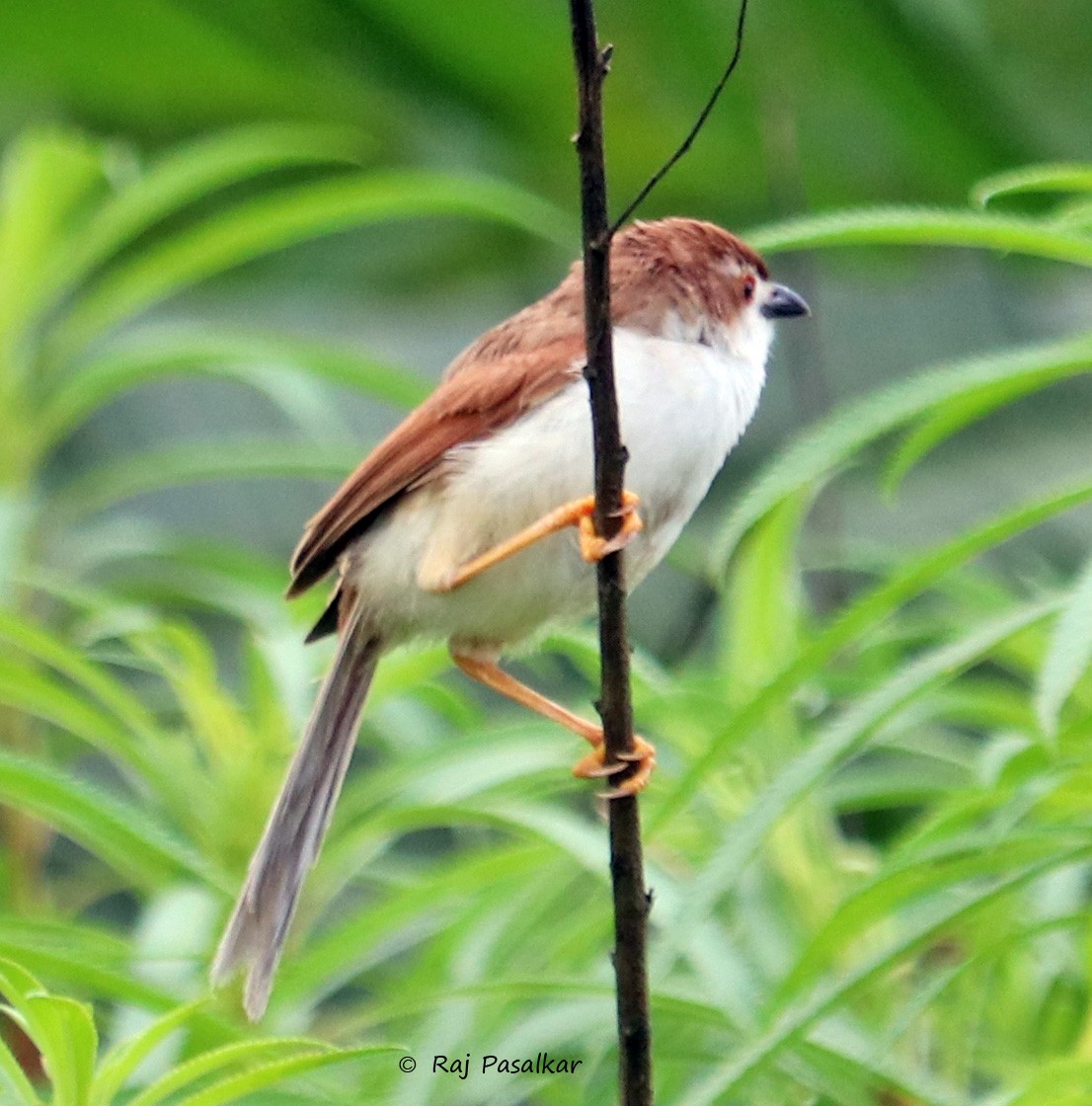 Yellow-eyed Babbler - ML641387571