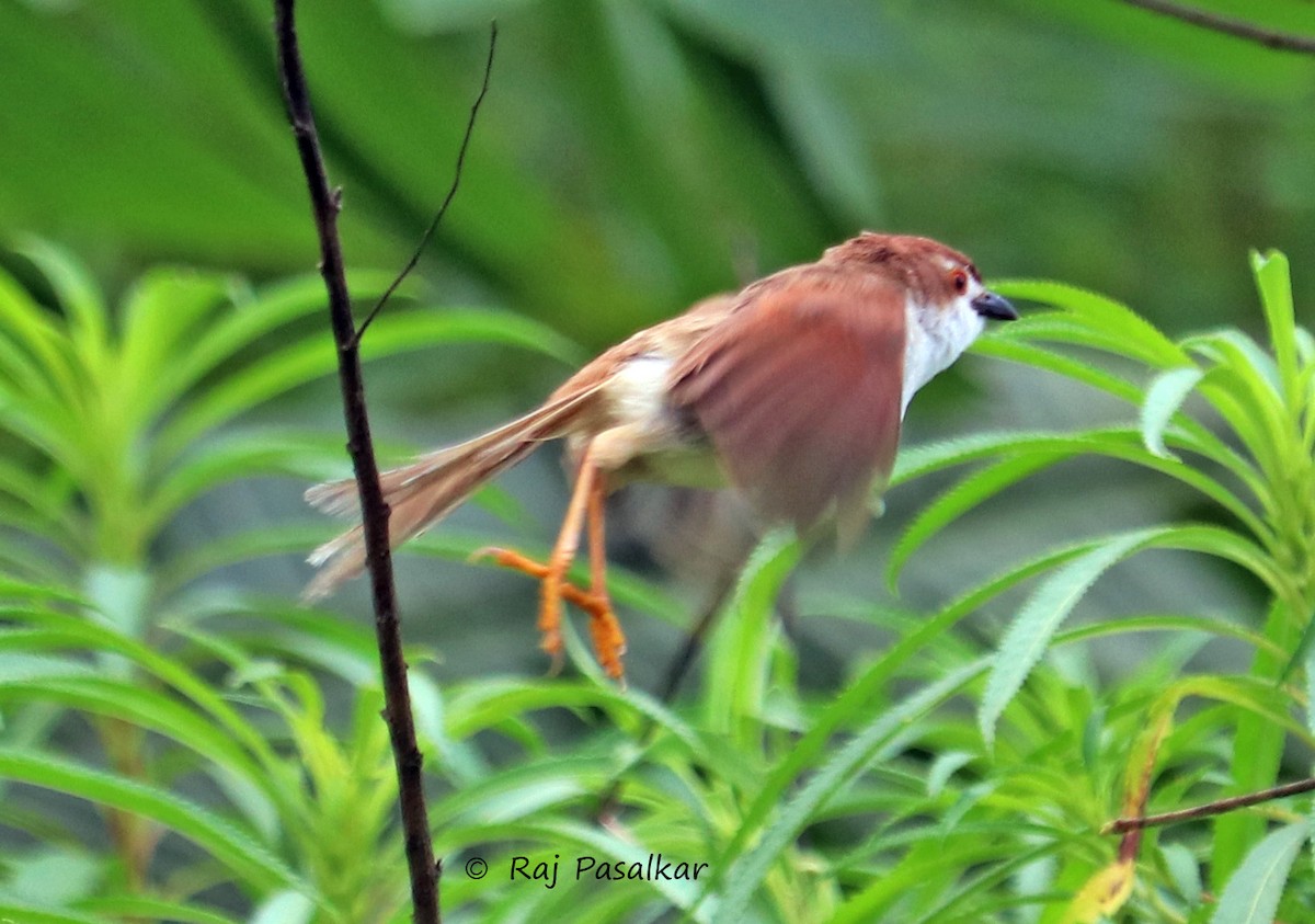Yellow-eyed Babbler - ML641387572