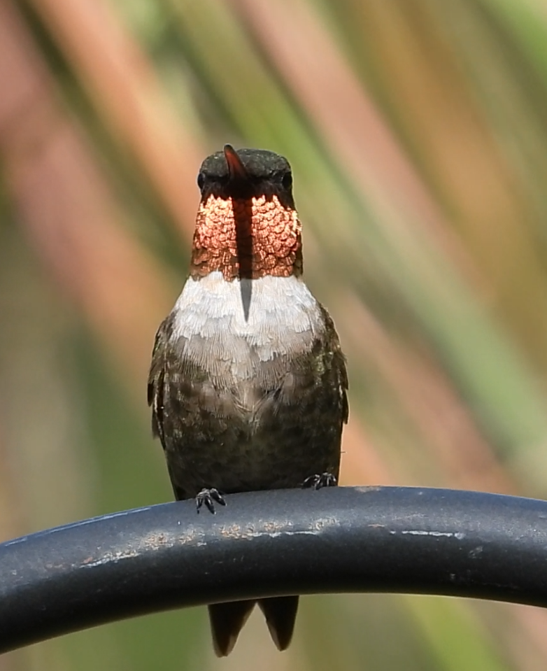 Ruby-throated Hummingbird - ML641387594