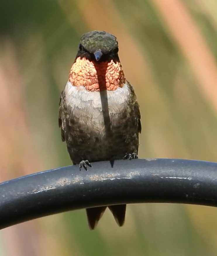 Ruby-throated Hummingbird - ML641387596