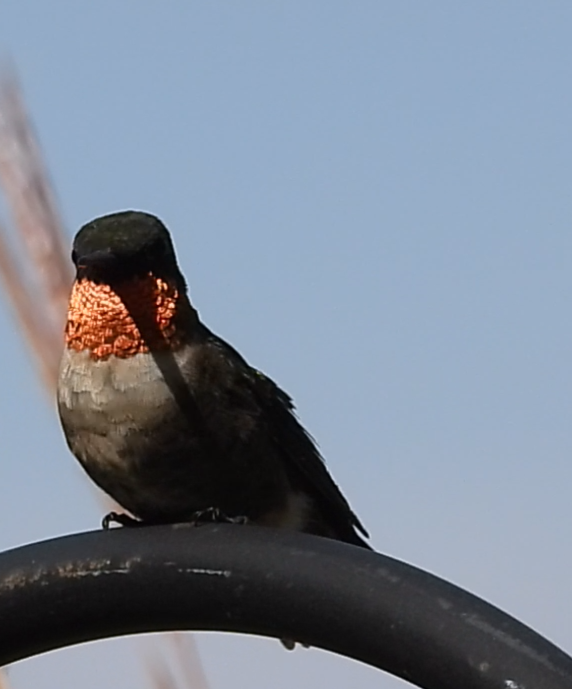 Ruby-throated Hummingbird - ML641387598