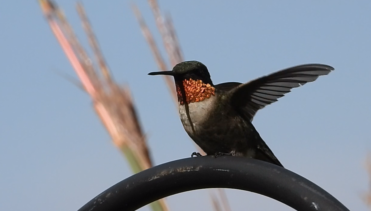 Ruby-throated Hummingbird - ML641387600