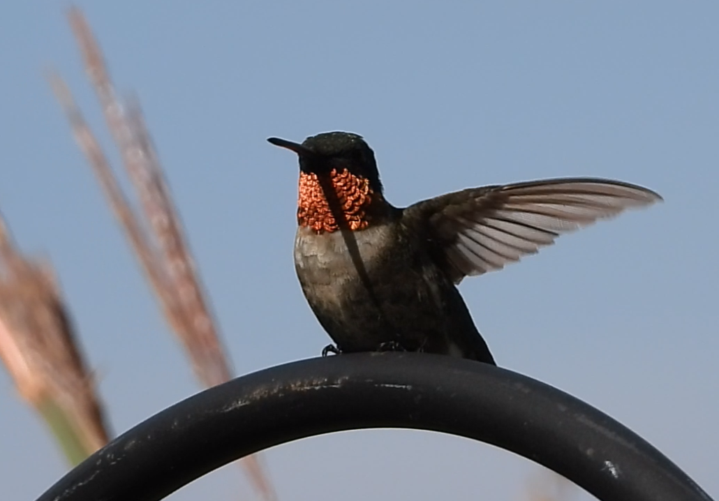 Ruby-throated Hummingbird - ML641387601