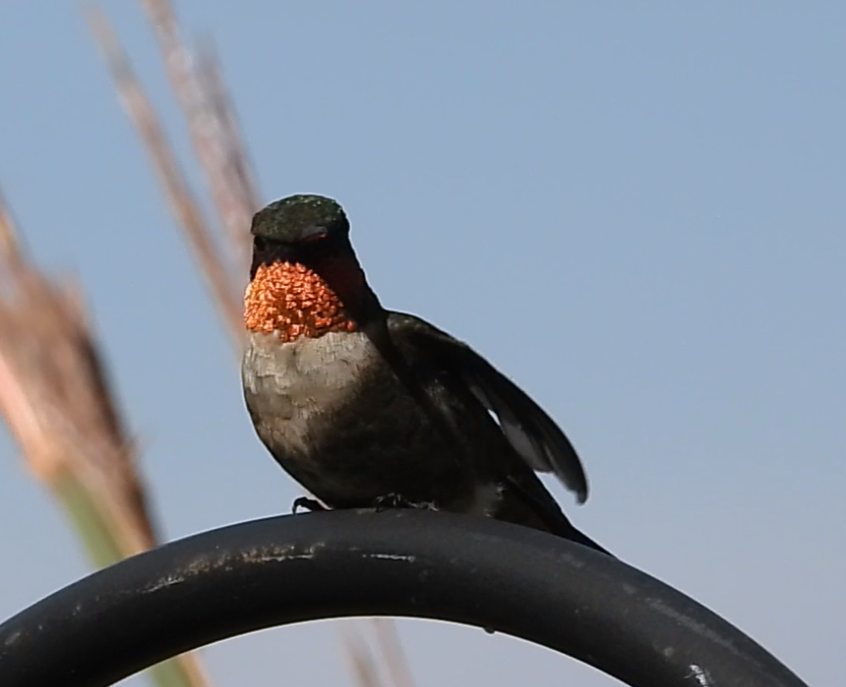 Ruby-throated Hummingbird - ML641387602