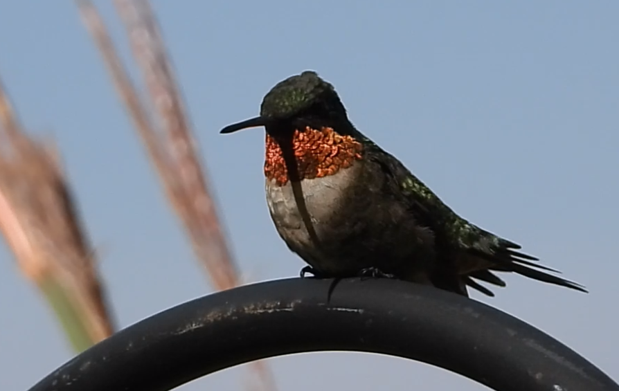 Ruby-throated Hummingbird - ML641387604