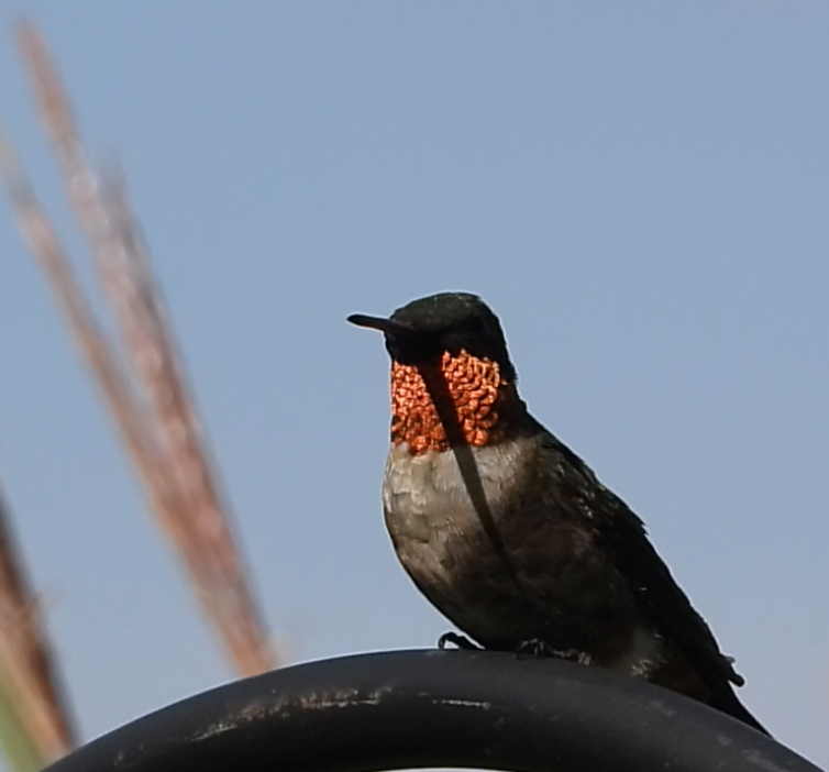 Ruby-throated Hummingbird - ML641387605