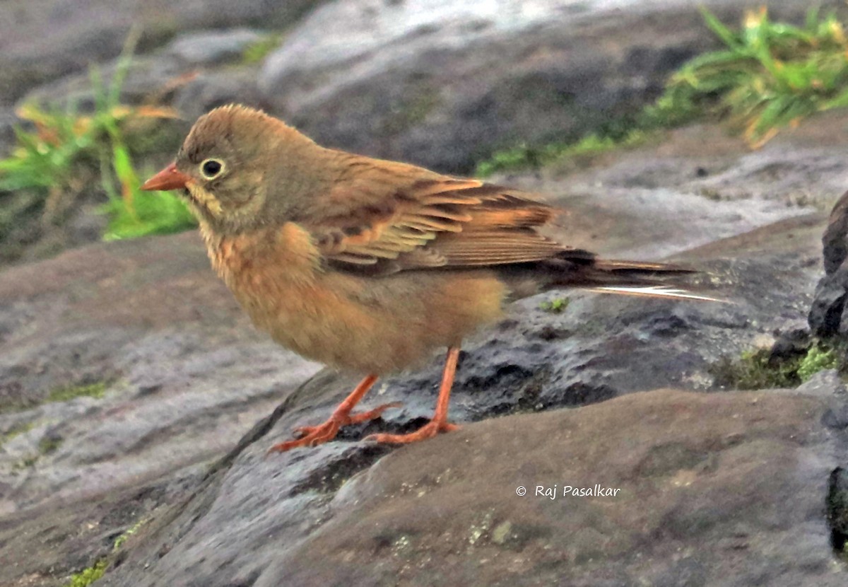 Gray-necked Bunting - ML641387622