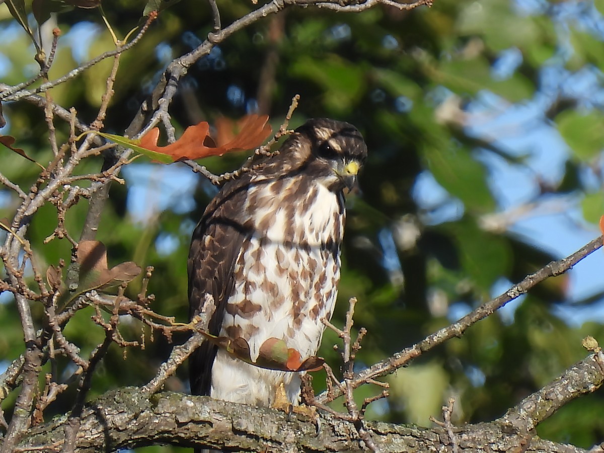 Breitflügelbussard - ML641387638