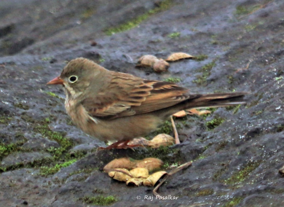 Gray-necked Bunting - ML641387656