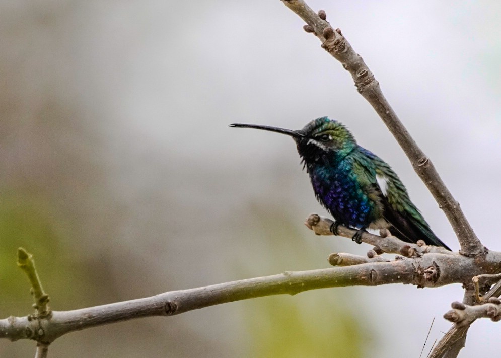 Blue-tufted Starthroat - ML641387657