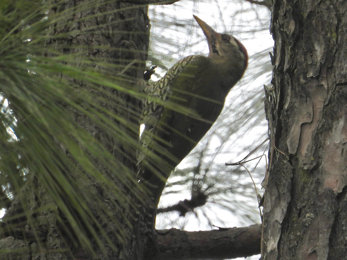 Scaly-bellied Woodpecker - ML641387662