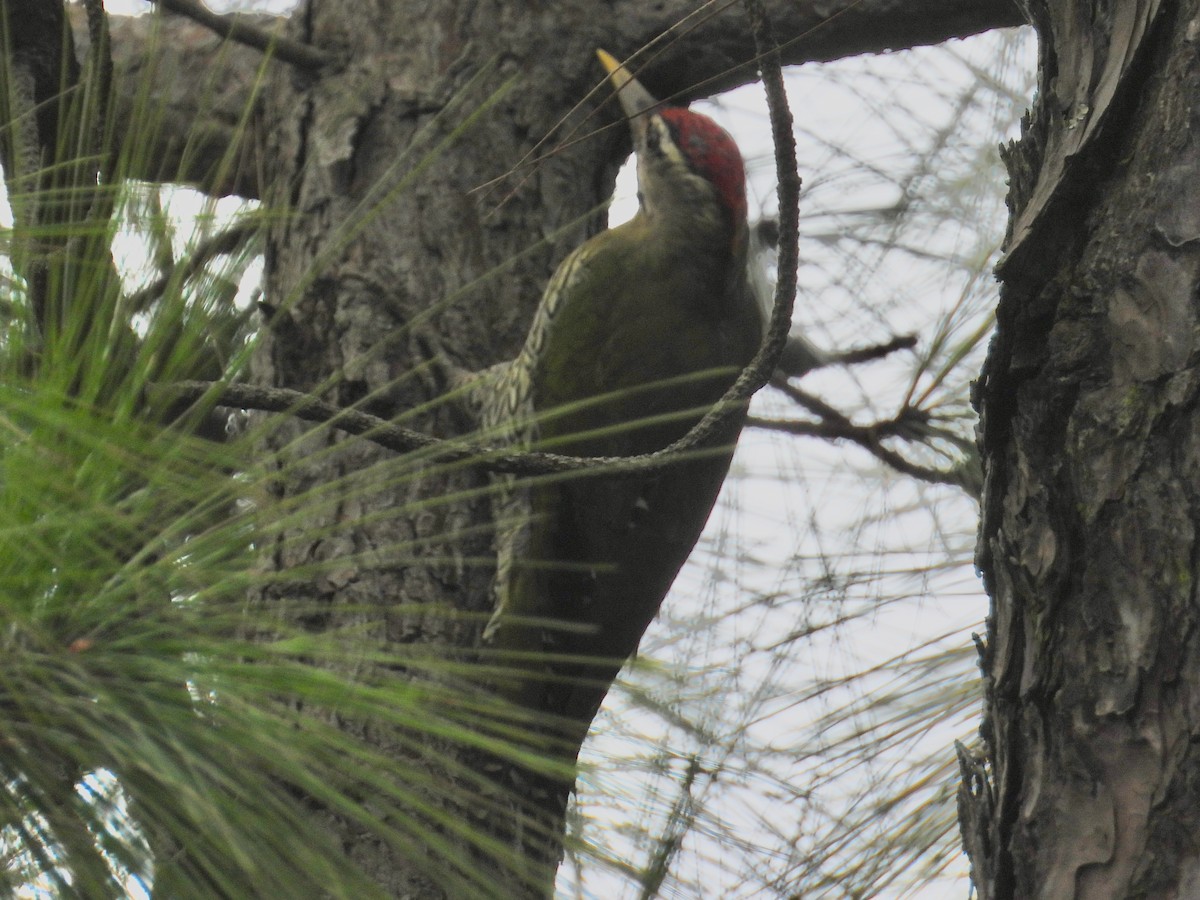 Scaly-bellied Woodpecker - ML641387663