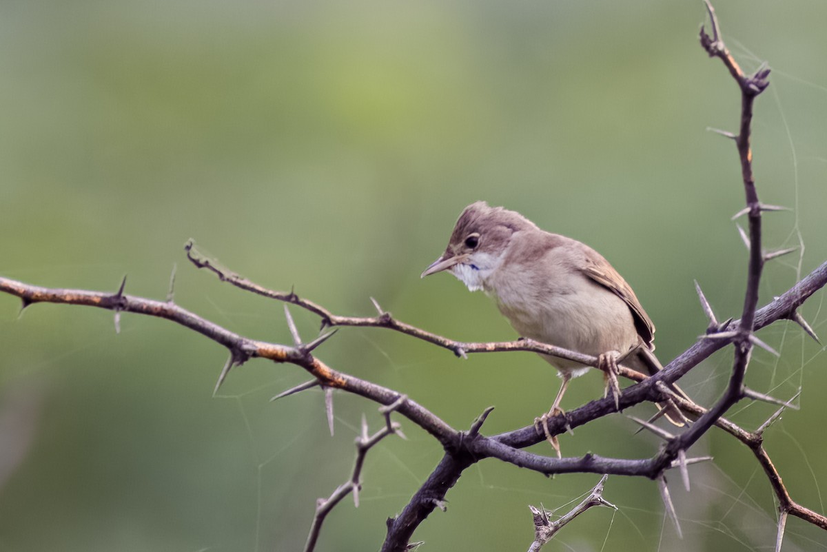 Greater Whitethroat - ML641387665