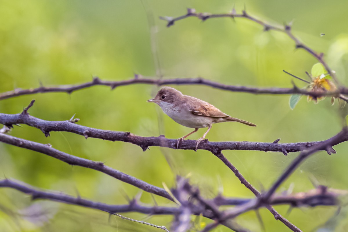 Greater Whitethroat - ML641387668