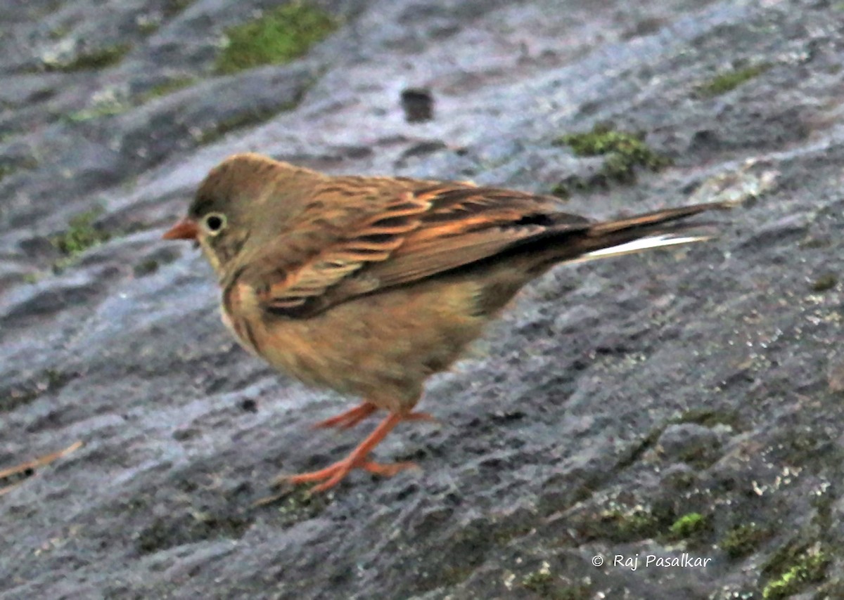 Gray-necked Bunting - ML641387669