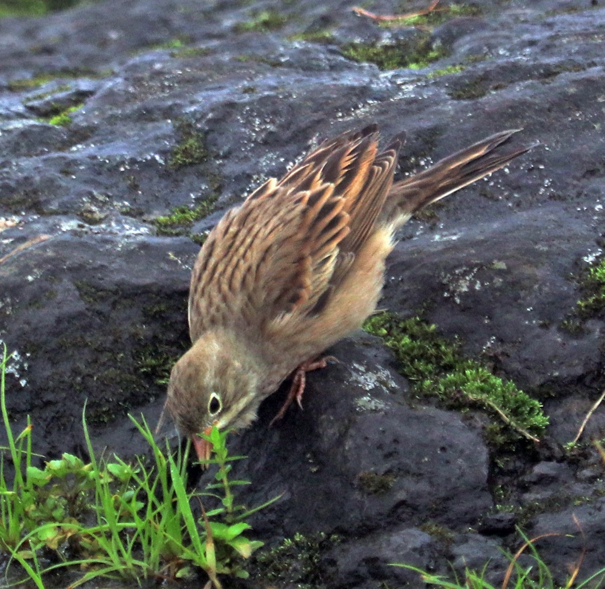 Gray-necked Bunting - ML641387670