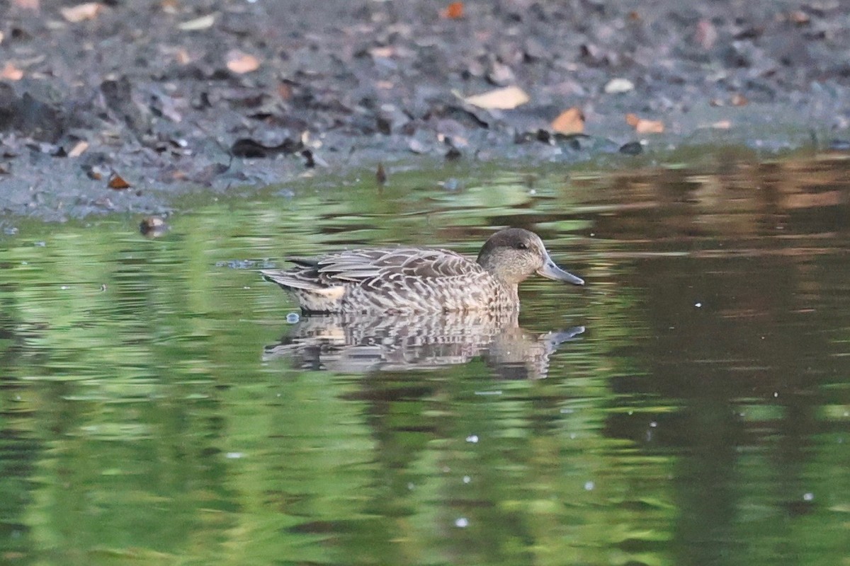 Green-winged Teal - ML641387679