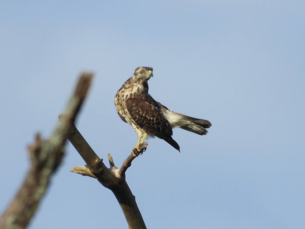 カタアカノスリ - ML641387692