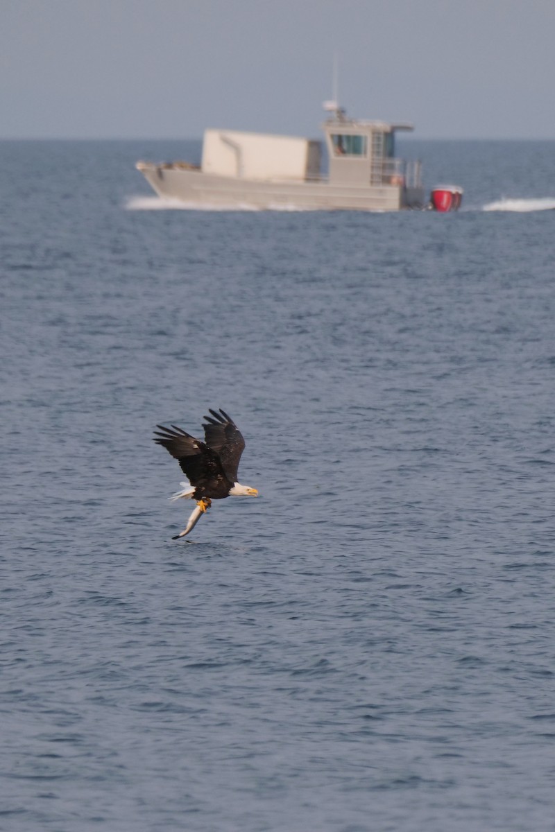 Bald Eagle - ML641387705