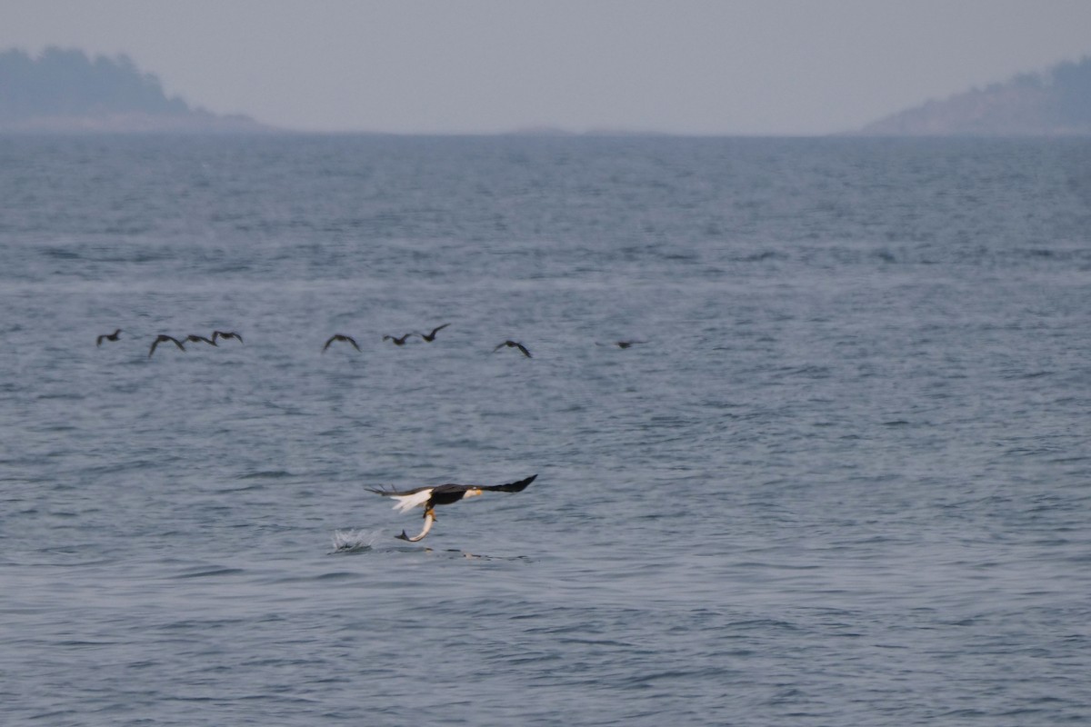 Bald Eagle - ML641387706