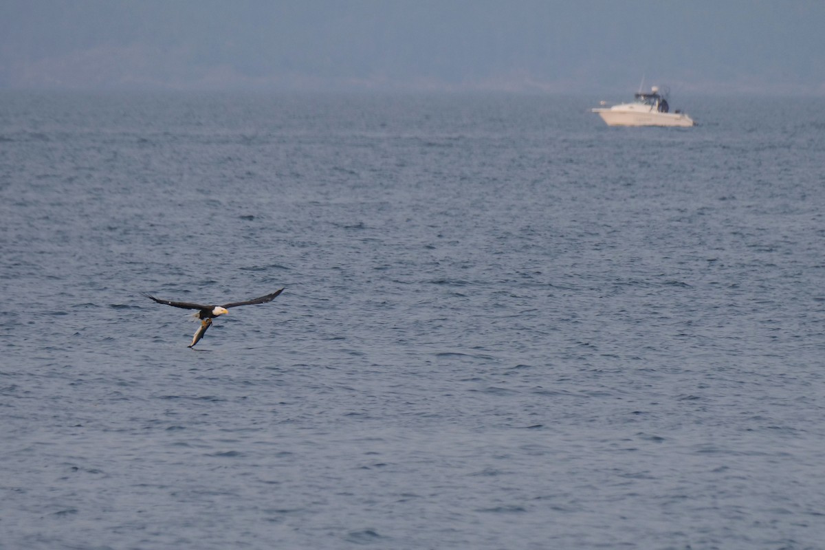 Bald Eagle - ML641387707