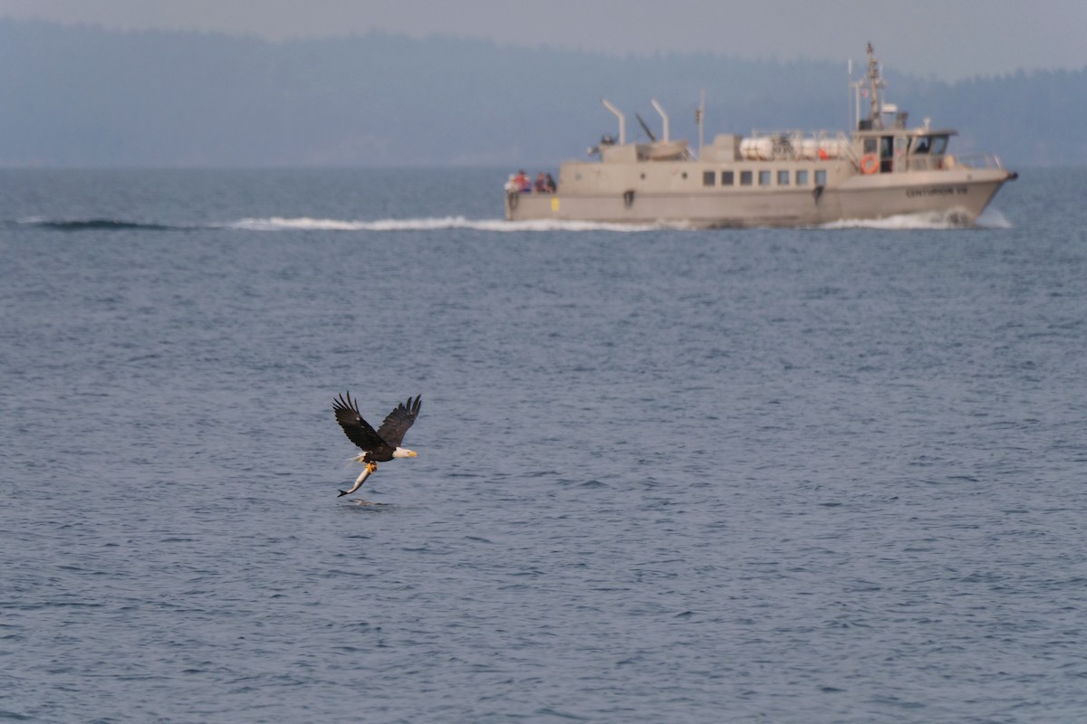 Bald Eagle - ML641387708