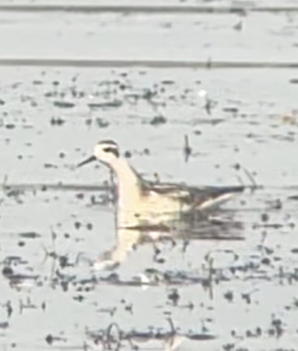 svømmesnipe - ML641387712