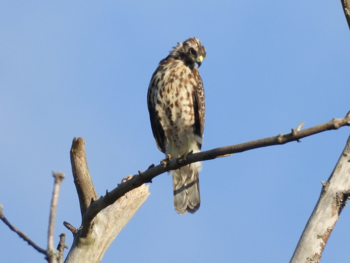 カタアカノスリ - ML641387742