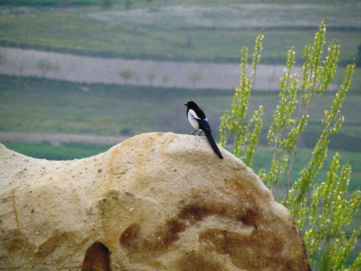 Eurasian Magpie - ML641387743