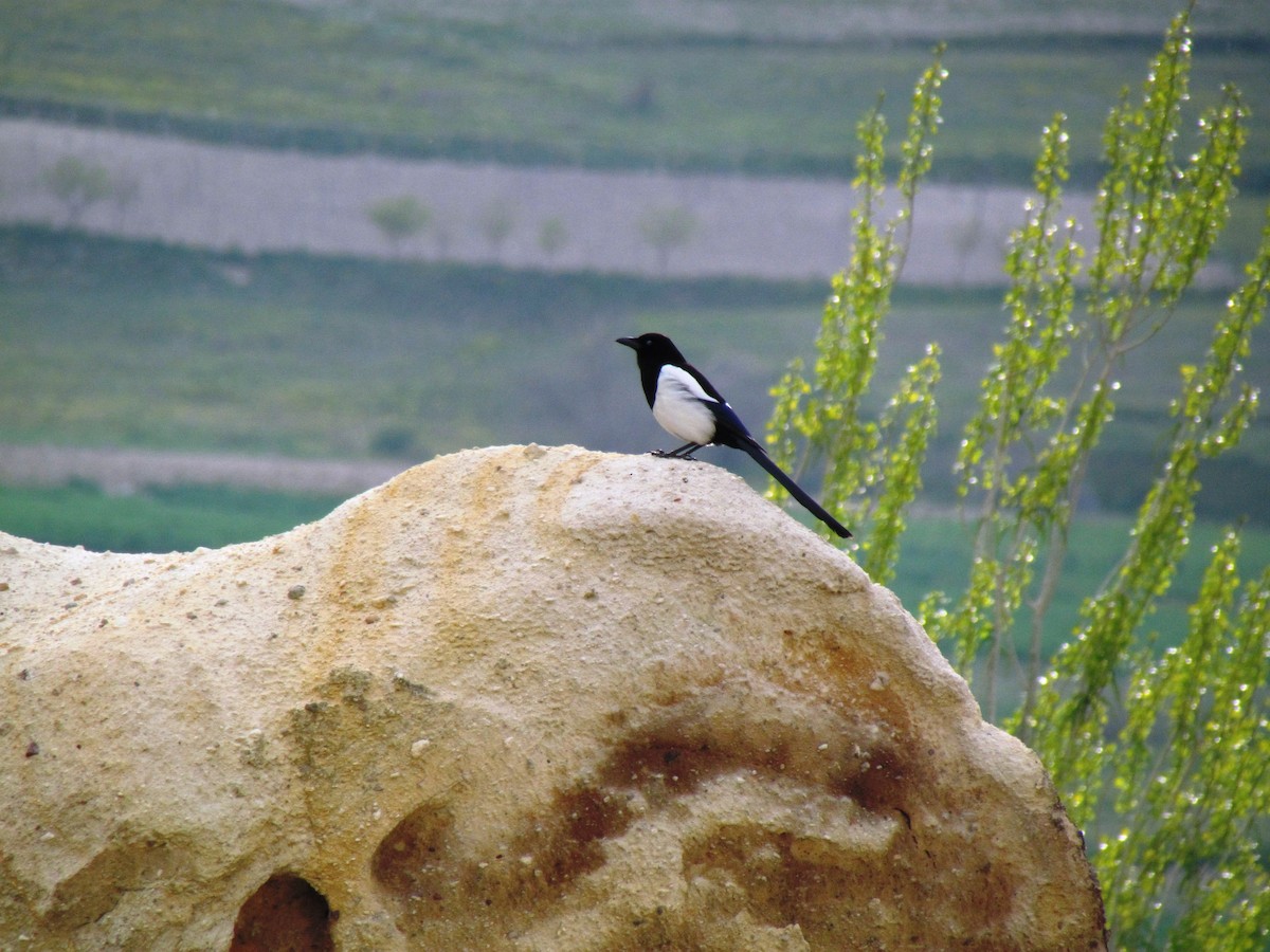 Eurasian Magpie - ML641387770