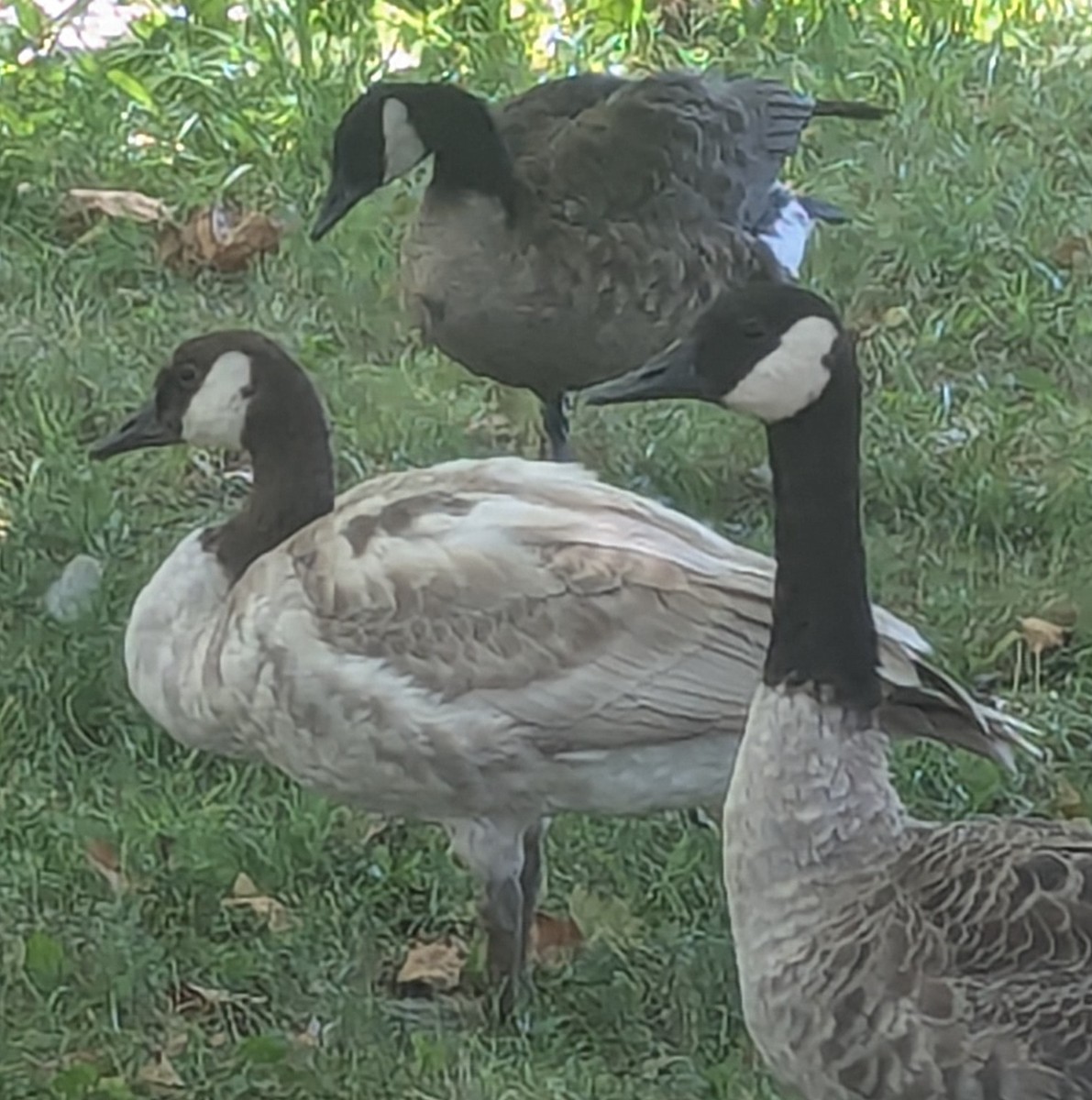 Canada Goose - ML641387851