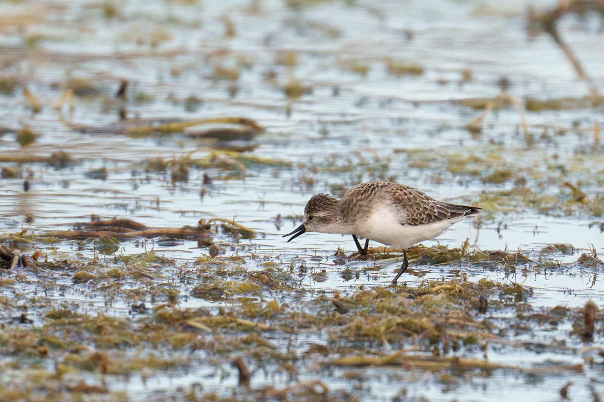 Semipalmated Sandpiper - ML641387891