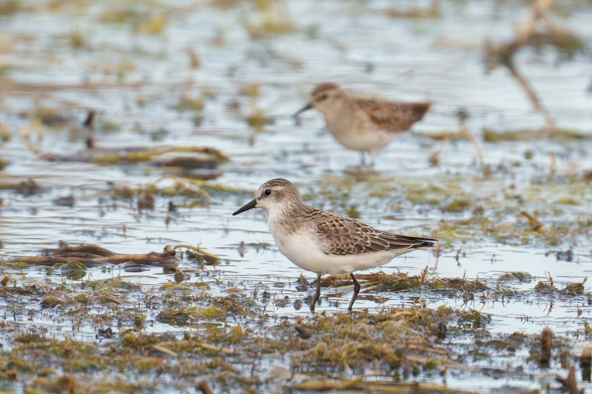 Semipalmated Sandpiper - ML641387892