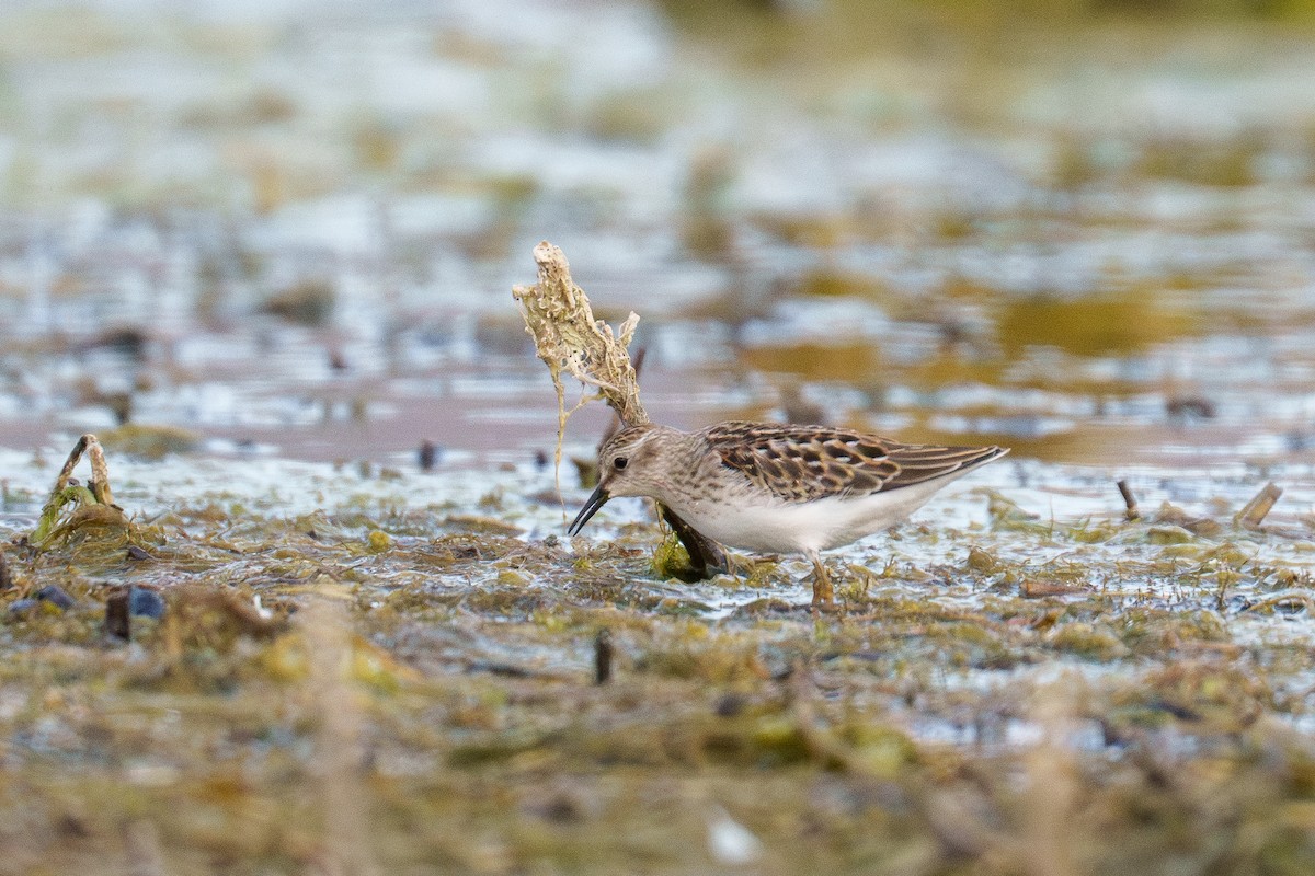 Least Sandpiper - ML641387908