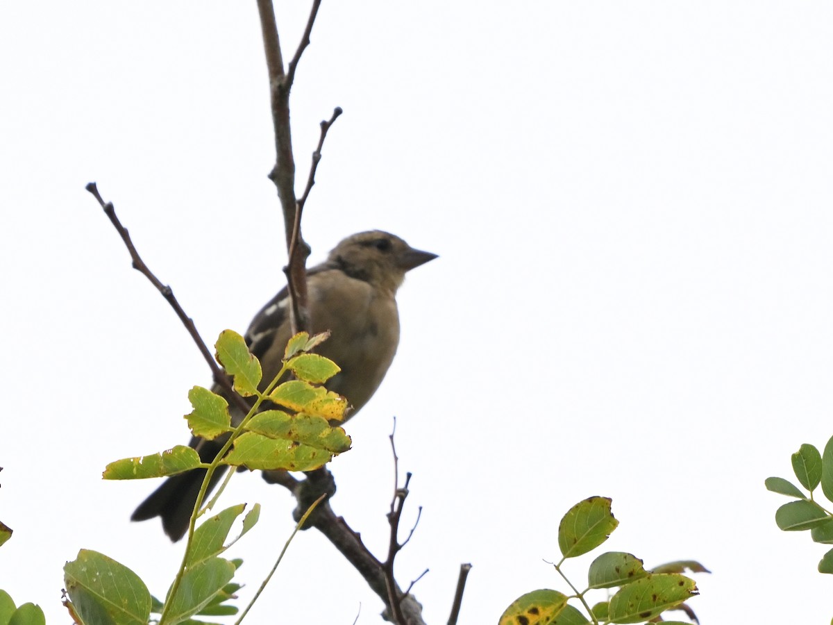 Azores Chaffinch - ML641387931