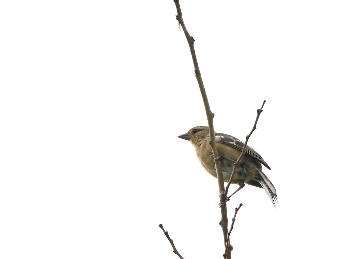 Azores Chaffinch - ML641387932