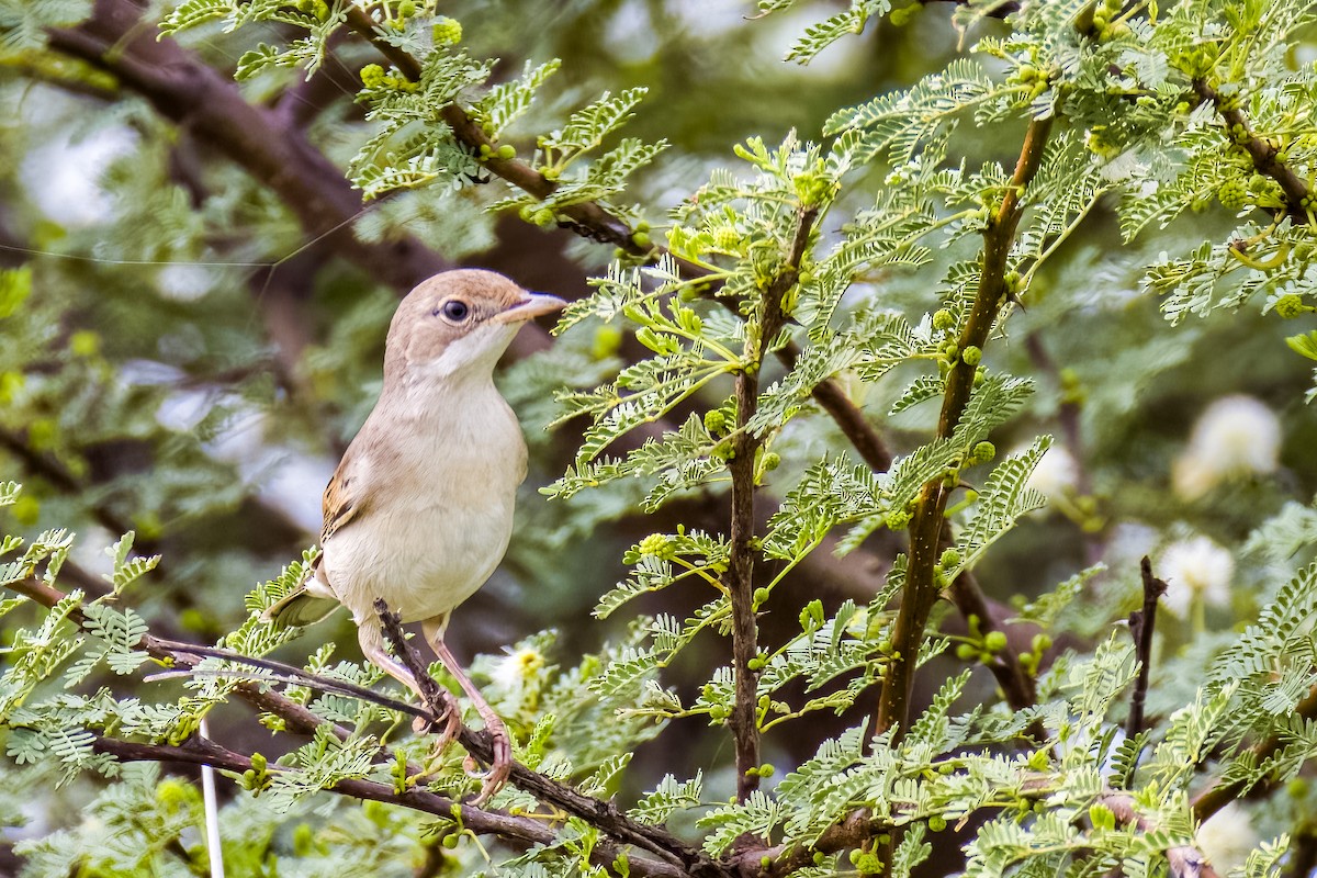 Greater Whitethroat - ML641387950