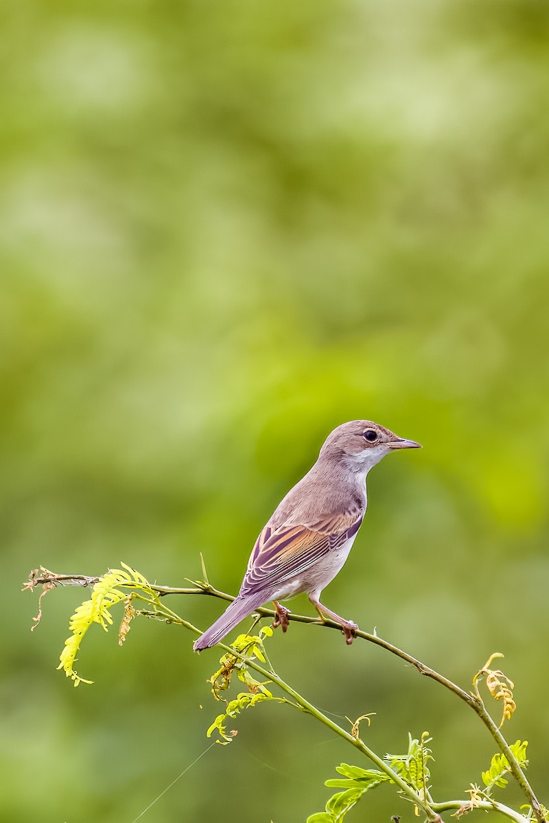 Greater Whitethroat - ML641387971