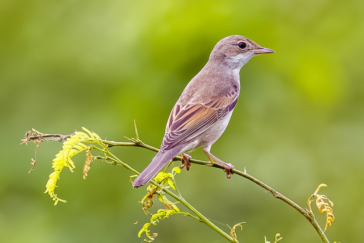 Greater Whitethroat - ML641387972