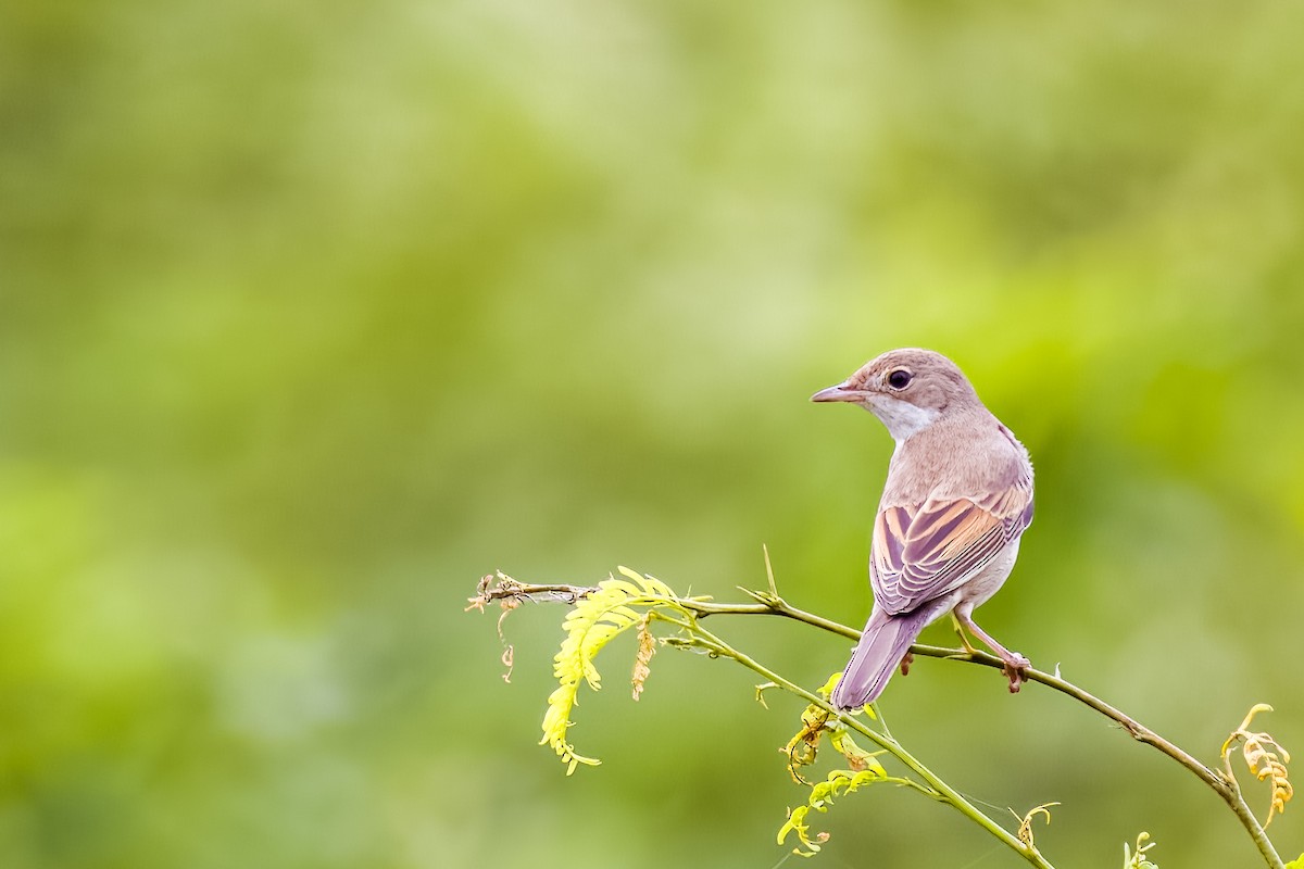 Greater Whitethroat - ML641387979