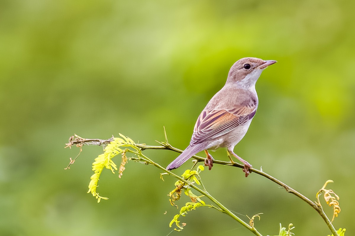 Greater Whitethroat - ML641387980