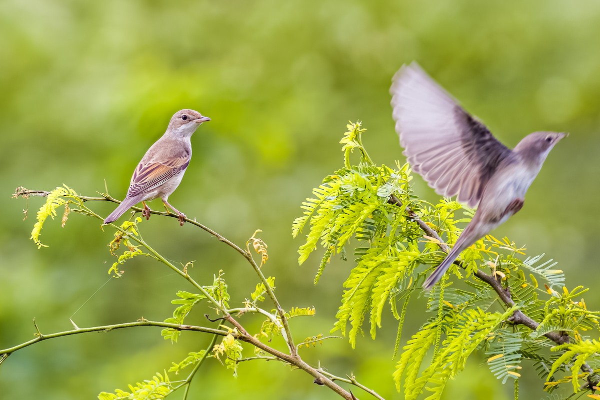 Greater Whitethroat - ML641387984
