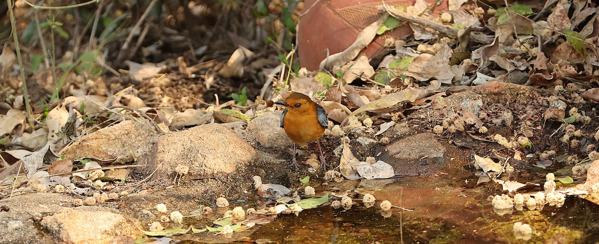 Red-capped Robin-Chat - ML641387995