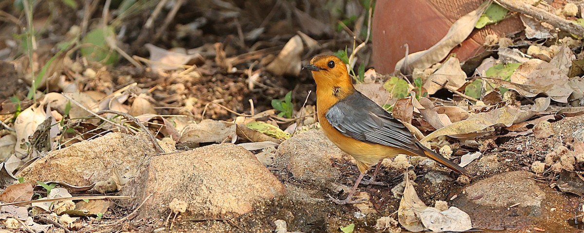Red-capped Robin-Chat - ML641387997