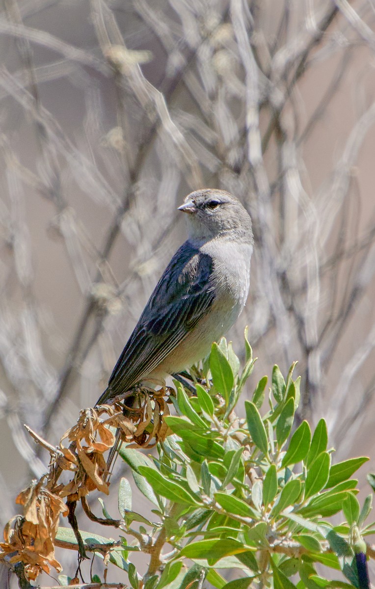 Ash-breasted Sierra Finch - ML641387999