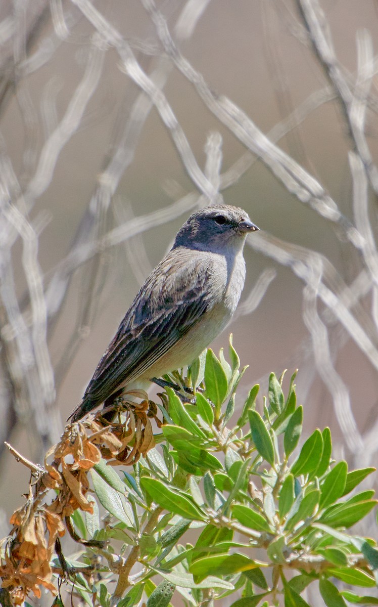 Ash-breasted Sierra Finch - ML641388001